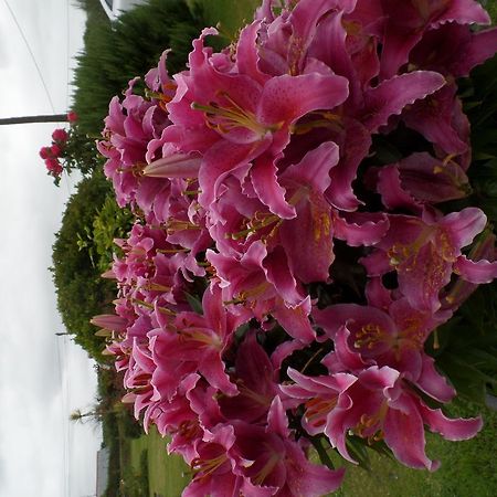 Bossiney House Hotel Tintagel Esterno foto