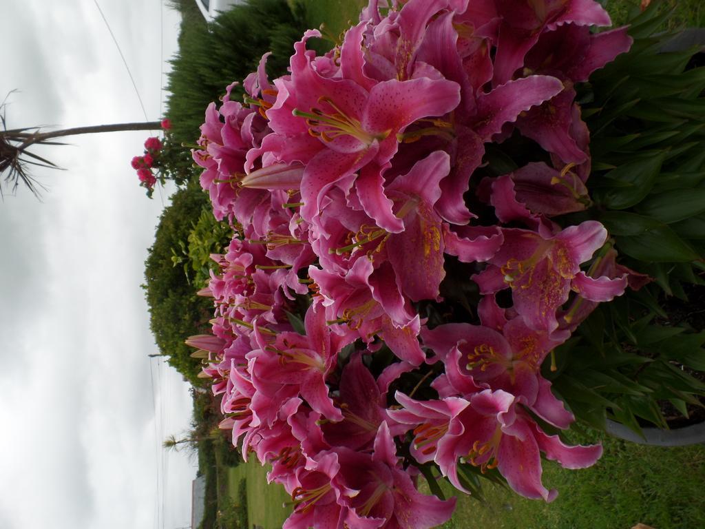 Bossiney House Hotel Tintagel Esterno foto
